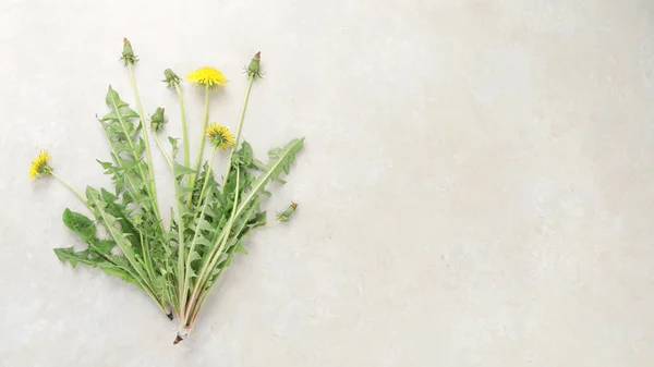 Fresh Dandelion Light Background Edible Plant Nectariferous Top View Flat — Stockfoto