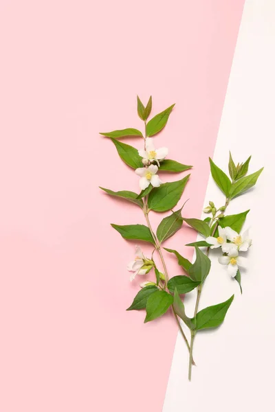 Jasmine Flowers Pink Background Can Used Greeting Card Wedding Invitation — Stock Photo, Image
