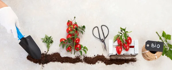 Life Cycle Tomato Plant Growth Stages Seed Flowering Fruiting Plant — ストック写真