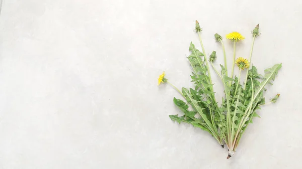 Fresh Dandelion Light Background Edible Plant Nectariferous Top View Flat — Zdjęcie stockowe