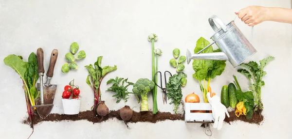 Vegetables Growing Compost Including Potatoes Lettuce Salad Broccoli Beet White — Fotografia de Stock