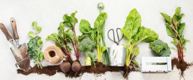 Gübre içinde sebzeler yetişiyor. Beyaz arka planda patates, marul, salata, brokoli ve pancar da var. Üst görünüm.