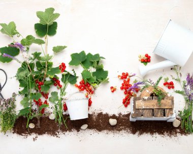 Hafif arka planda bahçe aletleriyle kırmızı frenk üzümü bileşimi. Çiğ sağlıklı atıştırmalık. Üst görünüm, düz görünüm, kopyalama alanı.