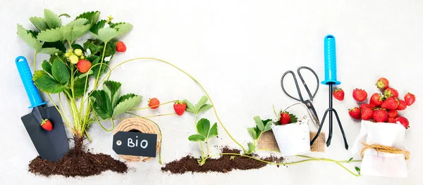 Organic Farming Healthy Homegrown Food Concept Young Green Strawberry Plant — ストック写真