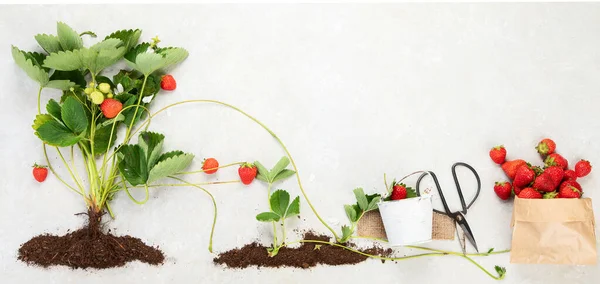 Organic farming, healthy homegrown food concept. Young green strawberry plant on a white background. Top view.