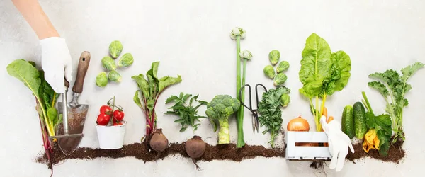 Vegetables Growing Compost Including Potatoes Lettuce Salad Broccoli Beet White — ストック写真