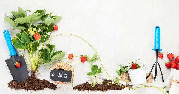Organic Farming Healthy Homegrown Food Concept Young Green Strawberry Plant — Fotografia de Stock