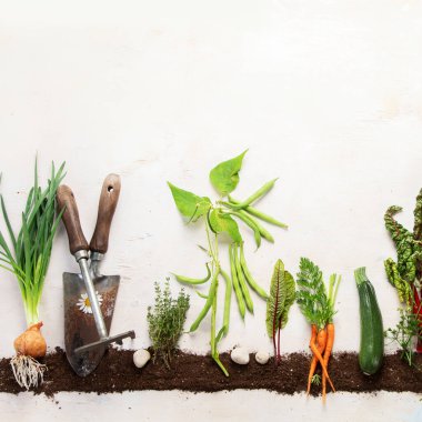 Springtime gardening composition on neutral background. Organic vegetables, berries and garden tools. Top view, copy space