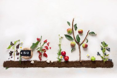 Springtime gardening composition on neutral background. Organic vegetables, fruits and garden tools. Top view, copy space