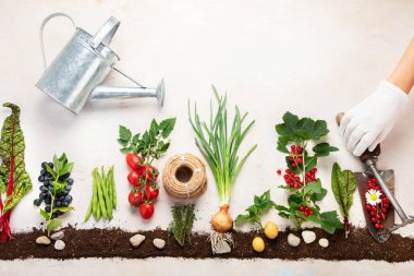 Springtime gardening composition on neutral background. Organic vegetables, berries and garden tools. Top view, copy space