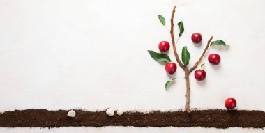 Springtime gardening composition on neutral background. Organic vegetables, fruits and garden tools. Top view, copy space