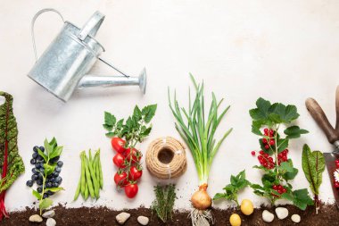Springtime gardening composition on neutral background. Organic vegetables, berries and garden tools. Top view, copy space