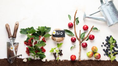 Springtime gardening composition on neutral background. Organic vegetables, fruits and garden tools. Top view, copy space