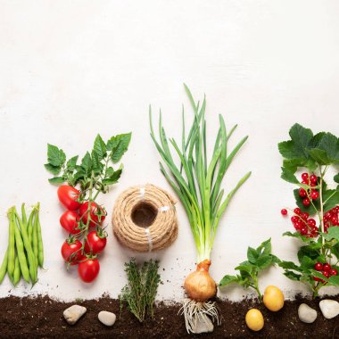 Springtime gardening composition on neutral background. Organic vegetables, berries and garden tools. Top view, copy space