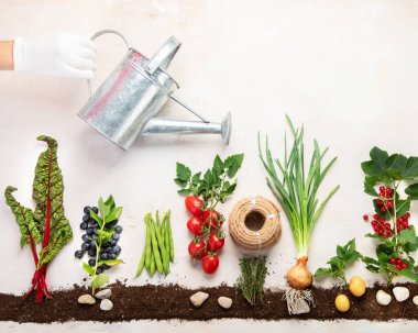 Springtime gardening composition on neutral background. Organic vegetables, berries and garden tools. Top view, copy space