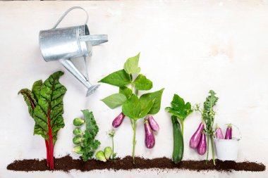 Vegetables growing in compost including zucchini, salad, eggplant and brusseles sprouts on a white background. Top view.