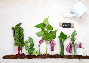 Vegetables growing in compost including zucchini, salad, eggplant and brusseles sprouts on a white background. Top view.