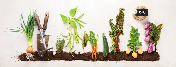 Springtime gardening composition on neutral background. Organic vegetables, berries and garden tools. Top view, copy space, panoramma