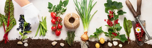 Springtime gardening composition on neutral background. Organic vegetables, berries and garden tools. Top view, panoramma