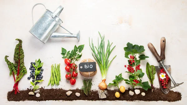 Springtime gardening composition on neutral background. Organic vegetables, berries and garden tools. Top view, copy space