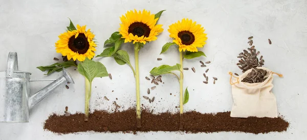 Composition Sunflowers Neutral Background Gardening Equipment Flowers Top View Copy — ストック写真