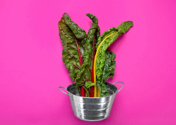 Φρέσκα Πράσινα Σγουρά Φύλλα Λαχανίδας Ροζ Φόντο Υγιή Συστατικά Τροφίμων — Φωτογραφία Αρχείου