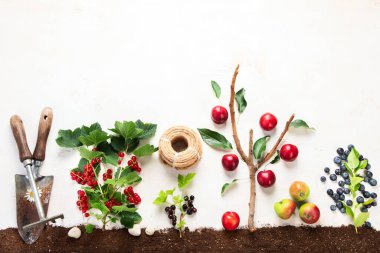 Springtime gardening composition on neutral background. Organic vegetables, fruits and garden tools. Top view, copy space