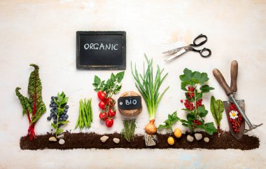 Springtime gardening composition on neutral background. Organic vegetables, berries and garden tools. Top view, copy space
