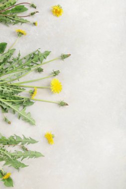 Hafif arka planda taze karahindiba. Yenilebilir bitki ve nektareröz. Üst görünüm, düz görünüm, kopyalama alanı