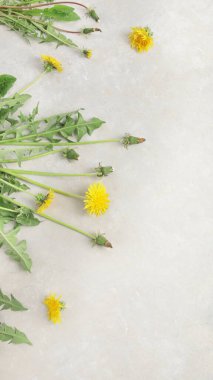 Hafif arka planda taze karahindiba. Yenilebilir bitki ve nektareröz. Üst görünüm, düz görünüm, kopyalama alanı