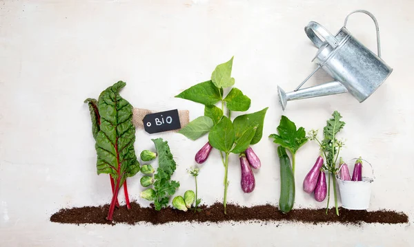 Vegetables Growing Compost Including Zucchini Salad Eggplant Brusseles Sprouts White — Fotografia de Stock