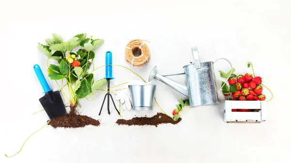 Organic Farming Healthy Homegrown Food Concept Young Green Strawberry Plant — Fotografia de Stock