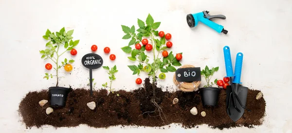 Gardening Composition Tomato Neutral Background Organic Vegetables Berries Garden Tools — ストック写真