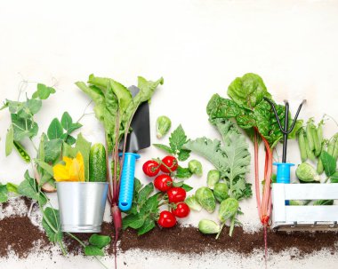 Raw vegetables composition with garden tools on light background. Raw healthy snacks from backyard. Top view, flat lay, copy space.