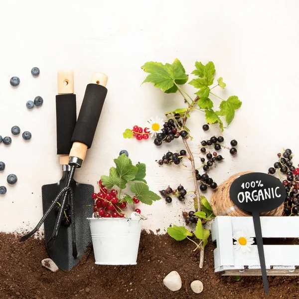 Springtime Composition Berry Neutral Background Organic Berries Garden Tools Top — ストック写真