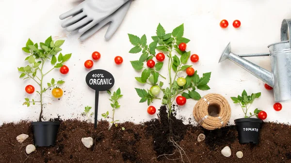 Gardening Composition Tomato Neutral Background Organic Vegetables Berries Garden Tools — ストック写真
