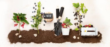 Tarafsız arka planda böğürtlenli bahar kompozisyonu. Organik böğürtlen ve bahçe malzemeleri. Üst görünüm, kopyalama alanı, panorama