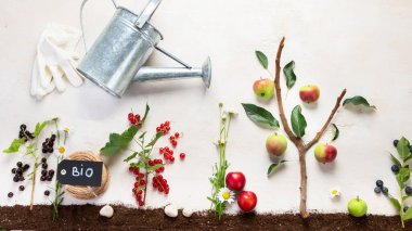 Springtime gardening composition on neutral background. Organic vegetables, fruits and garden tools. Top view, copy space