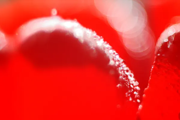 Hermosa rosa roja de cerca — Foto de Stock