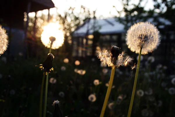 Dandelion yang tercampur — Stok Foto