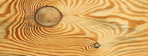 Pine backgroung — Stock Photo, Image