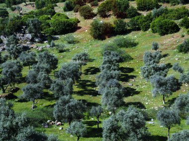 zeytin ağaçlarının alanları