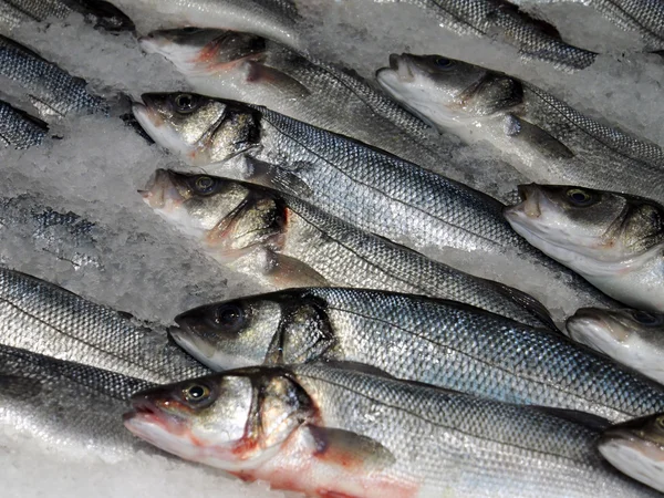 Mullet en exhibición en el mercado de pescado —  Fotos de Stock