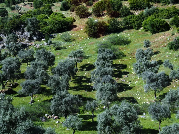 Fields of olive-trees — Stock Photo, Image