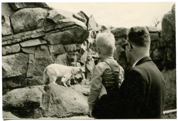 Man with a boy look at the polar bear in zoo — Stock Photo, Image