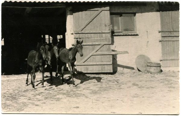 三个小马驹跑出马厩 — 图库照片