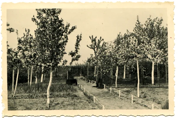 Bloeiende fruit-bomen tuin — Stockfoto
