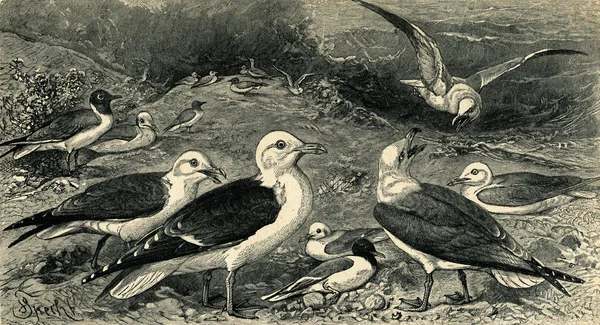 Gravura velha de gaivotas — Fotografia de Stock