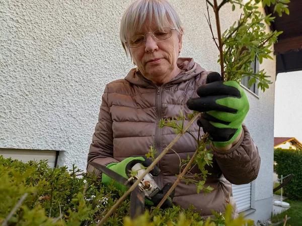 Senior Kaukasisk Kvinna Skär Extra Grenar Buskar Med Trädgårdssax — Stockfoto