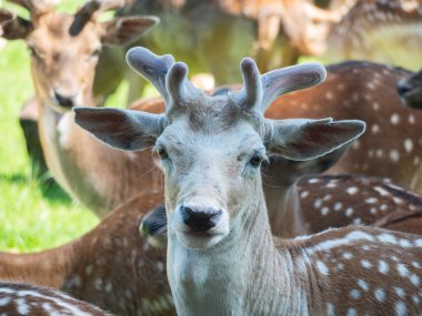 Vahşi Park Schloss Ortenburg 'da bir sika geyiğinin yakın çekimi.